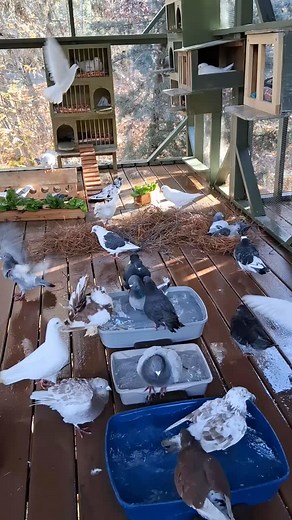 The aviary has hot and cold water pumbled in. The flock loves warm baths after a cold night. | Cynthia Harris