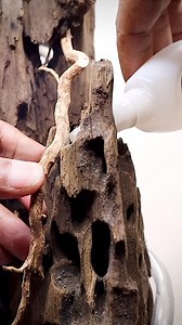 Waterfall Paludarium #waterfall #paludarium #diy | The Urban Nemophilist