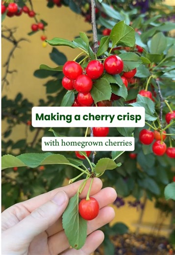 Harvesting Sour Cherries for Cherry Crisp Recipe