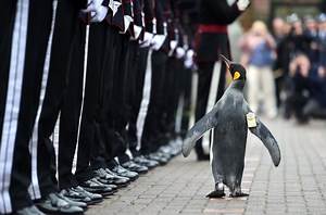 Knighted penguin promoted in rank to brigadier