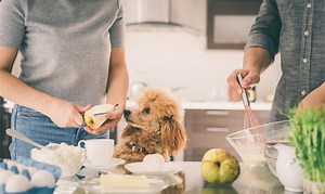 Nature’s Chefs: 8 Animals that Prepare Their Food