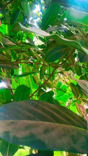 Jitu Kharte on Instagram: "aadivasi editing##homemade"