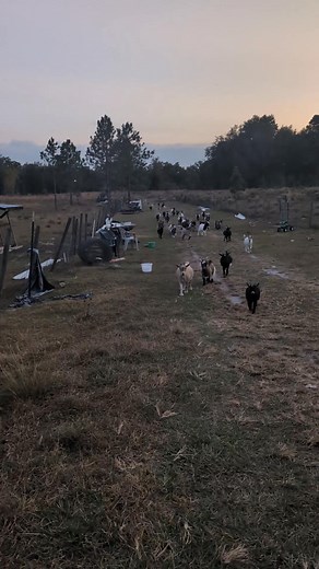 How do you bring them in from pasture?" 🐐 We get asked this ALL the time! Simple: We call "Come on goaty goats!" and watch the magic happen. 50 goats come RUNNING down our 300-foot driveway from the back pasture. It's absolute chaos in the best way - thundering hooves, excited bleating, and a goat stampede heading back to the barn 😂 They separate themselves into their two groups for their pens... well, MOSTLY. Last night Bambi and Domino had different ideas and tried mixing it up. A little gui