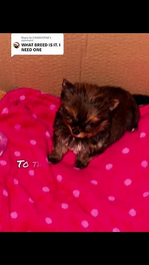 Discover the Yorkshire Terrier Pomeranian Mix Breed