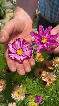 Cosmos Flower Varieties Tour! Grow these in your #Garden! #flowergarden