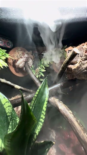 Huge Enclosure Upgrade for our Crested Gecko Grippy! #reptile #bioactive #crestedgecko