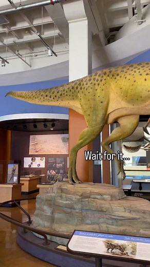 49K views · 9.5K reactions | Truly unique dinosaur exhibit at the San Diego Natural History Museum #whydinosaurs #dinosaur #naturalhistorymuseum #fossils #paleontology #albertasaurus | WHY DINOSAURS? | Facebook
