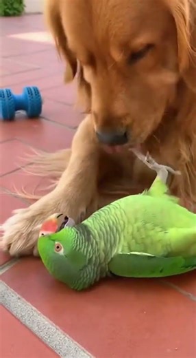 El Perro Le Dio BESOS y el Loro No Paró de Reír 😂🦜🐶