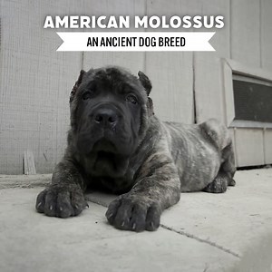 Recreating An Ancient Breed From 5000 BC | Dogumentary TV