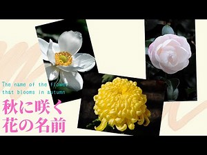 秋に咲く花の名前17選|季節の花
