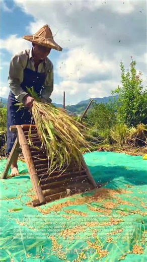 Classic! Traditional Rice Threshing Tools—Harvest Magic Unfolded!