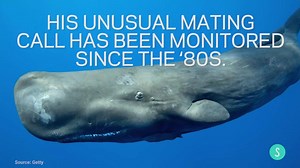 72K views · 179 reactions | The world's loneliest whale might more accurately be called the world's horniest whale. | Science of Us | Facebook
