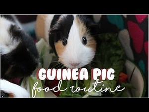 Guinea Pig Food Routine
