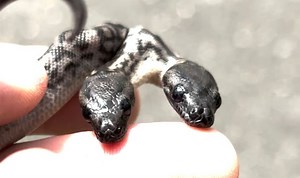 Planet Earth: Iguanas try to outrun snakes in thrilling moment