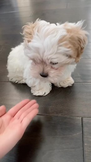 Understanding Maltipoos: Dealing with Biting Behavior