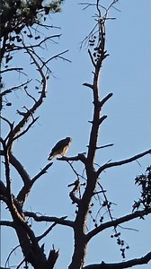 Hawk Call