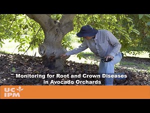 Monitoring for Root and Crown Diseases in Avocado Orchards