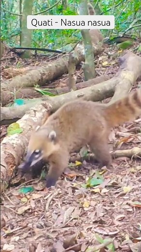 Quati, espécie Nasua nasua #fauna #animals #wildlife #quati #brasil