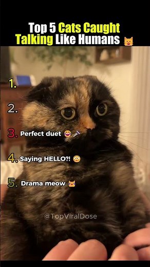 Top 5 Cats Caught Talking Like Humans 🐱