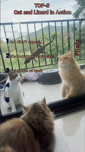 Cats vs Lizards: Unexpected Encounters 😂