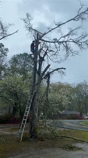 Tree Removal Home Project! #shortsvideo #fyp #hardwork