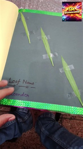 Leaf science project 🌴🌲| Science project 🌳🌿🌱 #5MVishwakarma #shorts #science #scienceproject