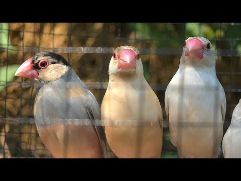 Java sparrows sing sweet songs very long time today. They are so enjoy moment when they are forest.