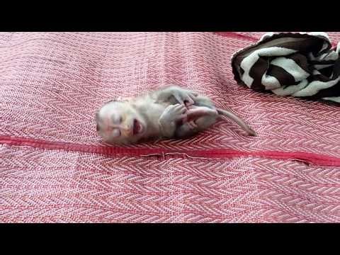 Baby Mato Extremely Sadly When Mom Drop Him Down And Leave