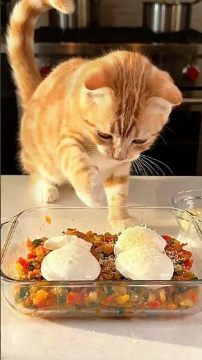 Cute Kitten Cooking Like a Chef Amazing Cat Makes Delicious Vegetable Bake from Scratch