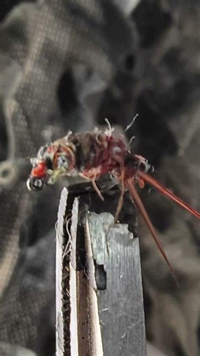 political message , not