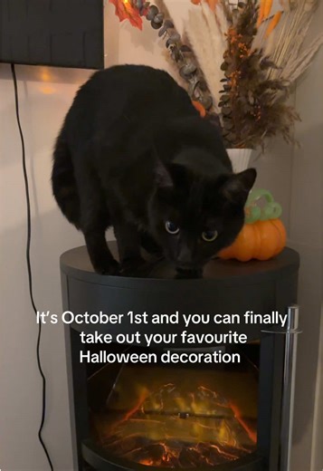 Celebrate Halloween with Black Cats Decor