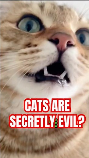 Your Cat Is Manipulating You And You Think It Is Love