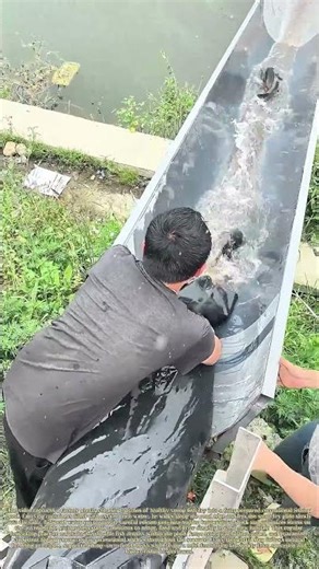 Releasing Young Stock: How Farmers Restock Fishing Ponds With Fresh Fish Fry
