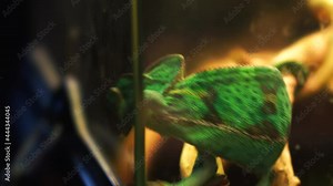 A beautiful green lizard crawls on twigs in the terrarium. The living reptile moves its eyes and moves them in different directions.