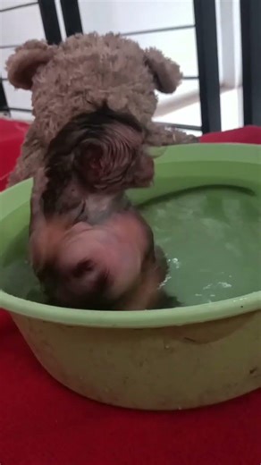 baby monkeys bathing together #bathing #love