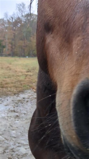 Kahlua you are a turd  | River Song the High Rock Mustang | Facebook