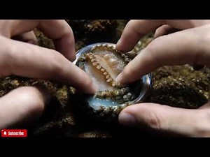 🔴 The FRESHEST Abalone ASMR You'll Ever See | Close-Up Visuals & Natural Ocean Sounds