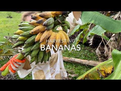Harvesting Bananas in Hawai'i 🍌