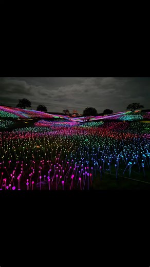 Experiencing Sensorio Light Exhibit in Paso Robles