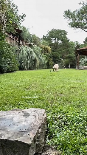 Filming tigers running full speed 45-50 mph #power #strength #tiger #run #beauty #beautiful | Animals Queen