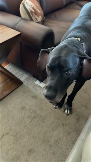 Boy Puts Halloween Toy Handcuffs on Great Dane’s Paws