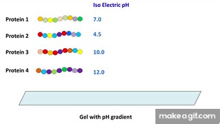 Isoelectric Focusing and 2D gel electrophoresis on Make a GIF