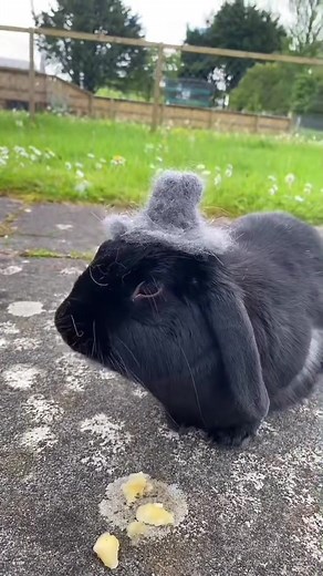 Bunny Hat Ideas: Crafting with Rabbit Shedding Season