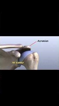 Shoulder Joint Anatomy Made EASY | 3D Animation for Beginners !