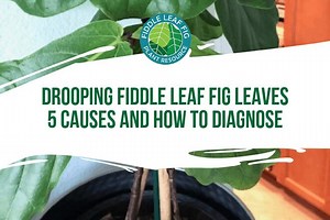 Drooping Fiddle Leaf Fig Leaves: 5 Causes and How to Diagnose