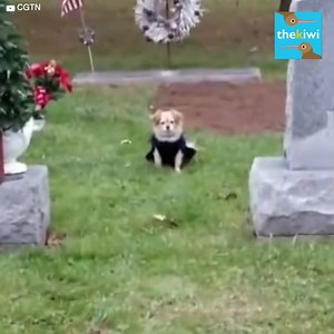 The case of the dog called Deta touched everyone. It’s been only a few months since her owner, an 86-year-old woman, passed away, but she refused to accept it. During a visit to the cemetery, Deta reencountered the woman’s tomb, and she refused to leave the place. Subscribe to our YouTube channel: http://bit.ly/yt-thekiwi | The Kiwi