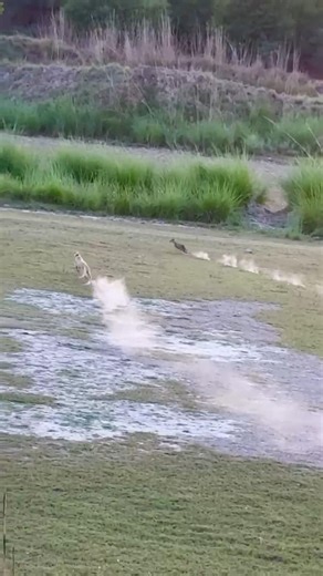 “Wild Jackal Hunting with Dogs | Gider Ka Shikar 2026” #dog #coyotehunting #huntingdog #hunters