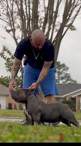 #blueberry 🫐🦍 At B-Unit Boot Camp W/ Angel Chavero Putting in the work‼️🫡💯 #QBNKennel #americanbullydog | QBN Kennel