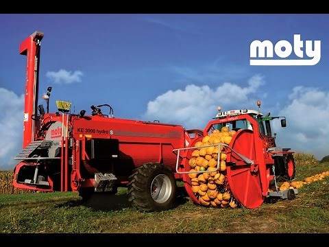 MOTY Pumpkin seed harvesting