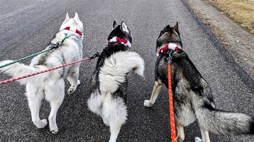 What is going on! It's Christmas Eve, in Northern Michigan, and it was so warm that we took the dogs for TWO walks! No snow for Christmas this year! How crazy! | Snow Dogs Vlogs